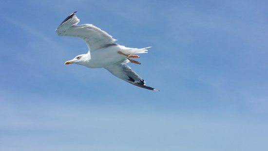 Retrait&eacute; propose petits travaux bricolage ou jardinage en 11 0 11200 L�zignan-corbi�res