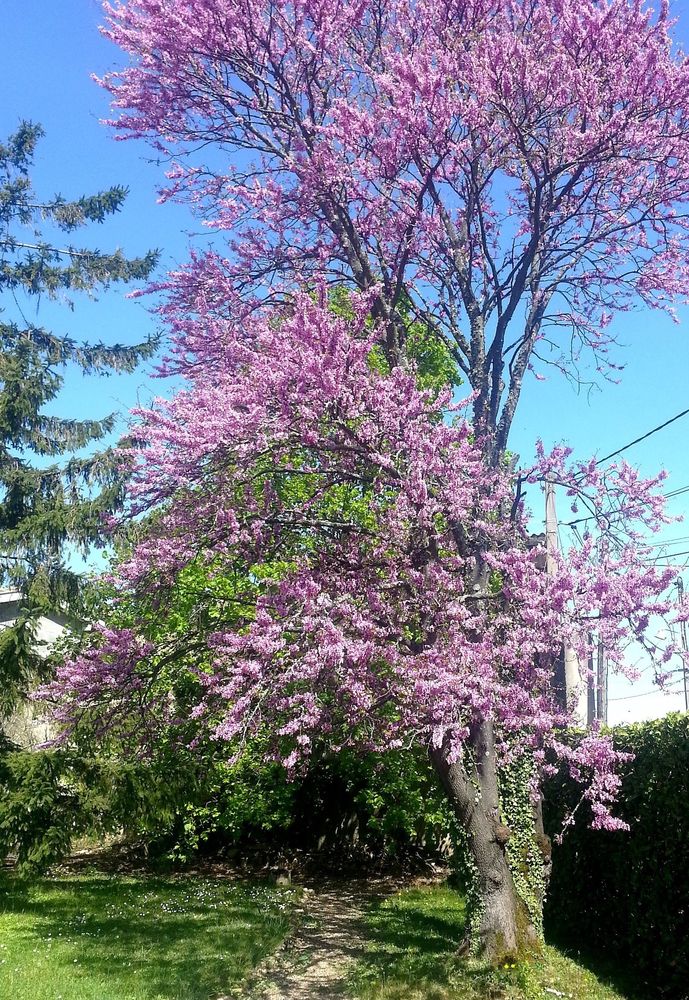 GARDE TOUTOU 0 69390 Millery