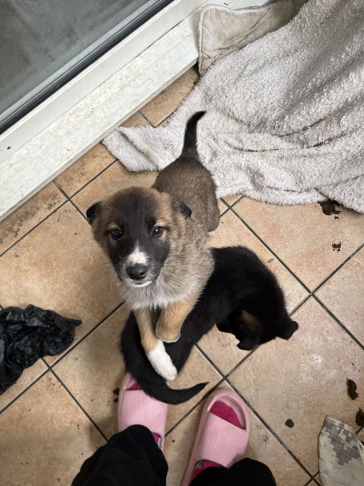 chiot 0 38000 Grenoble