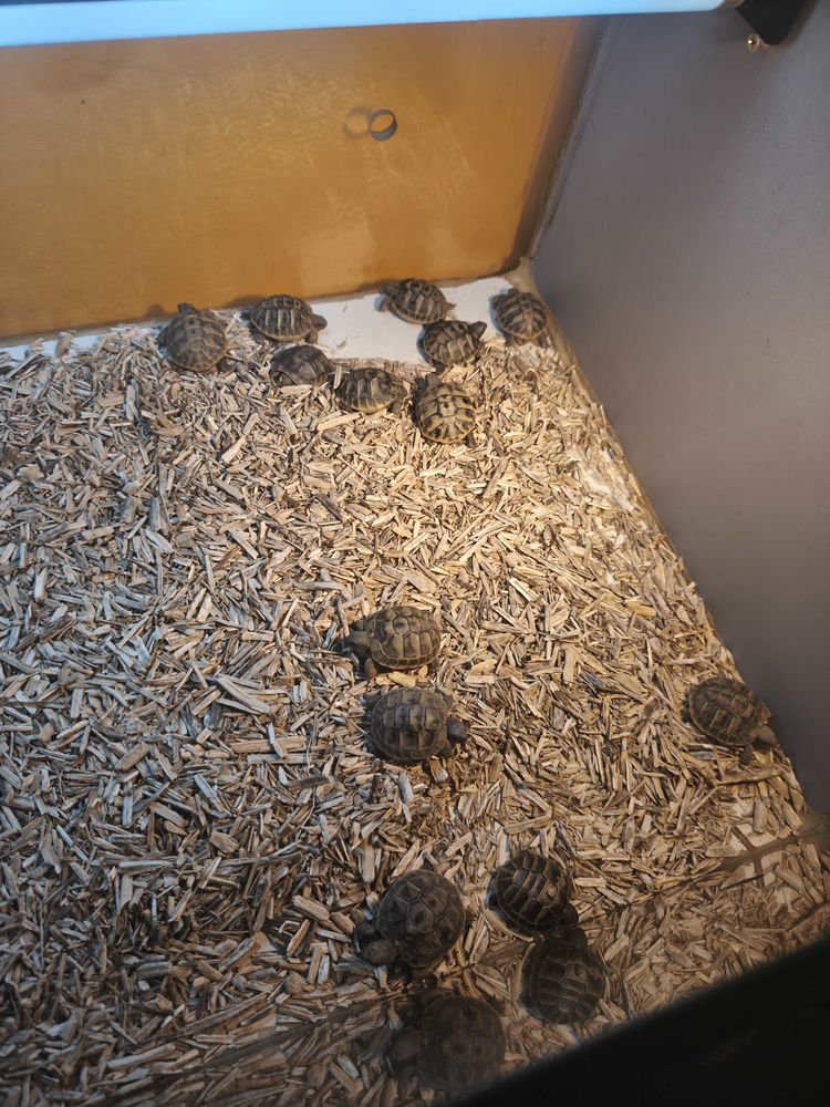 Tortues 0 66570 Saint-nazaire