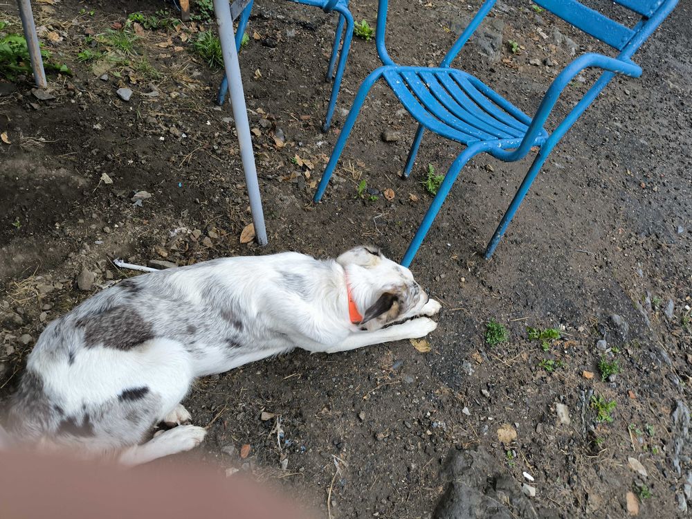 donne chienne bergere 1ans de m&Eacute;�re. border colley et pere  labrit tel 0632514267  c &Eacute;�st. un don. gratuit 6 0 65370 Sacou�