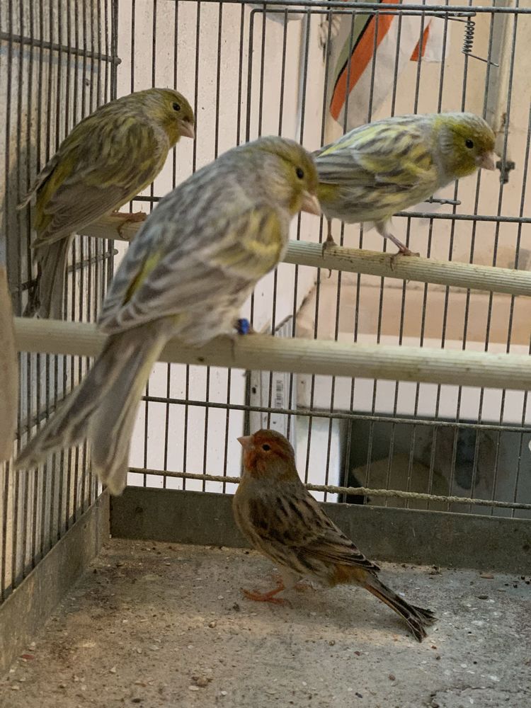 CANARIS 20 49300 Cholet