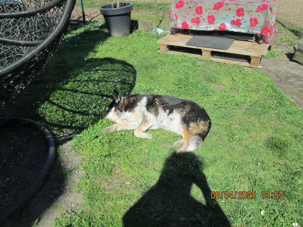 garde pour  chat chien rongeur ou autre 0 62400 B�thune