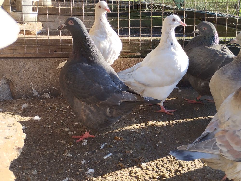 pigeon texan 0 16310 Montemb�uf