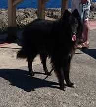 Berger belge Groenendael LOF 0 81300 Graulhet