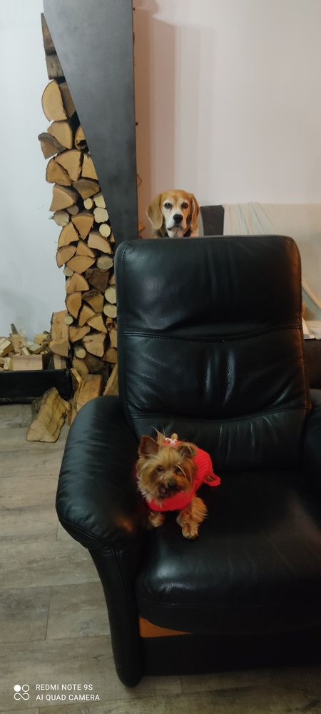 Dog sitting garde chiens pension 
0 67200 Strasbourg