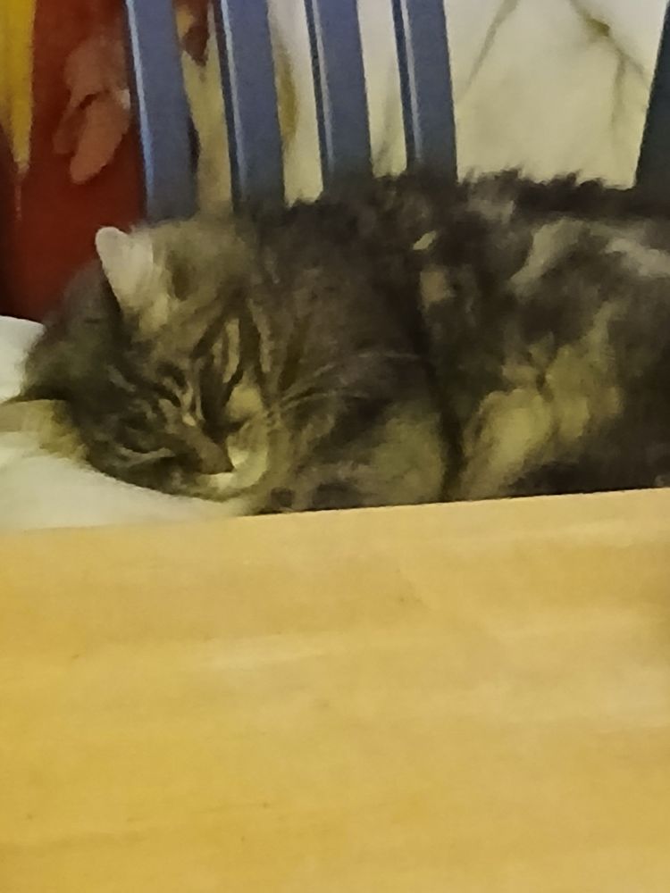 Donne chat 0 75020 Paris