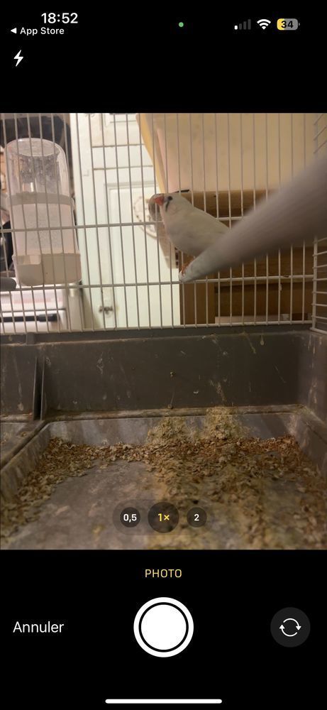 d'oiseaux 0 89140 Pont-sur-yonne