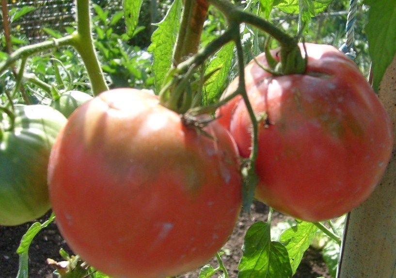 Semences/graines tomates anciennes 0 64290 Lasseubetat