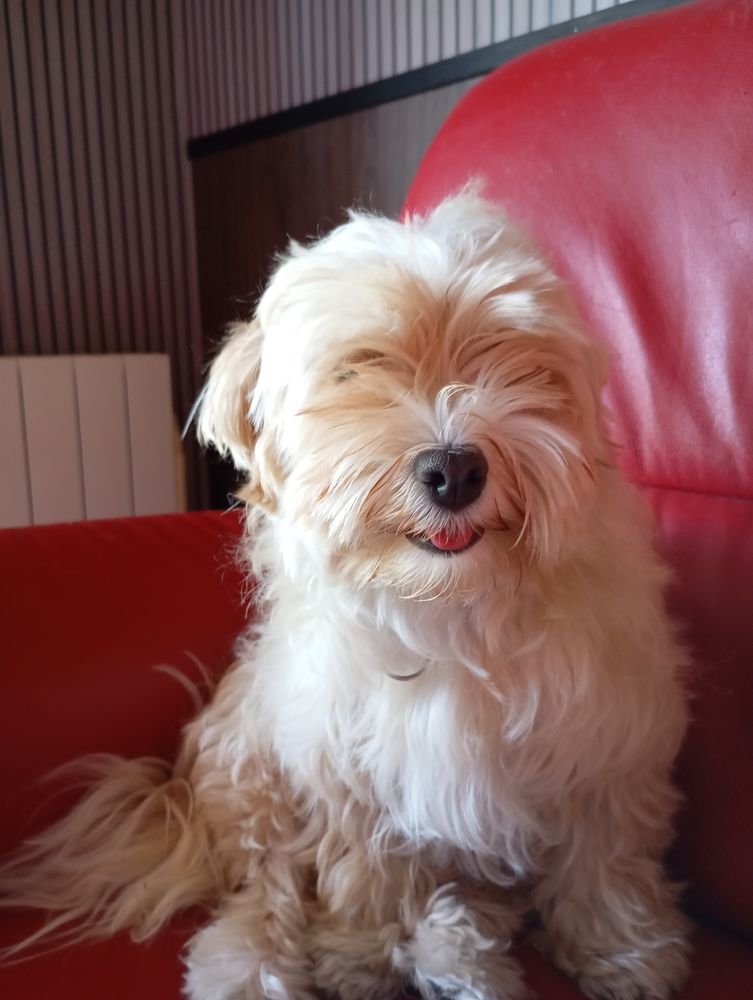 Dog sitter garde d'animaux 0 79000 Niort