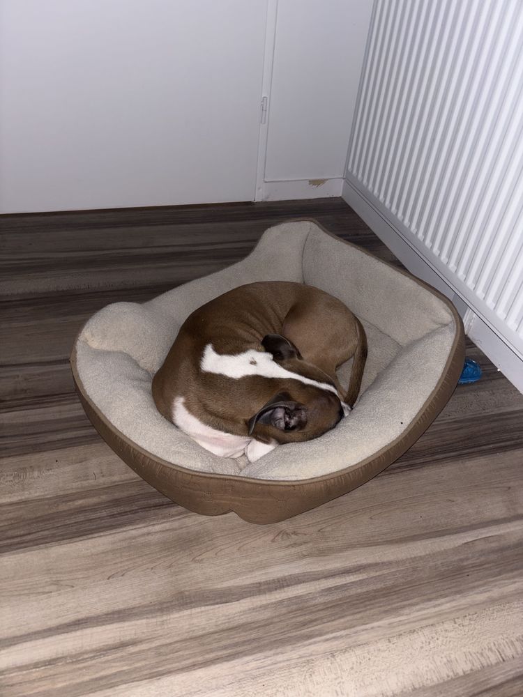 Am&eacute;ricain staff &agrave;   vendre 8mois 0 93000 Bobigny