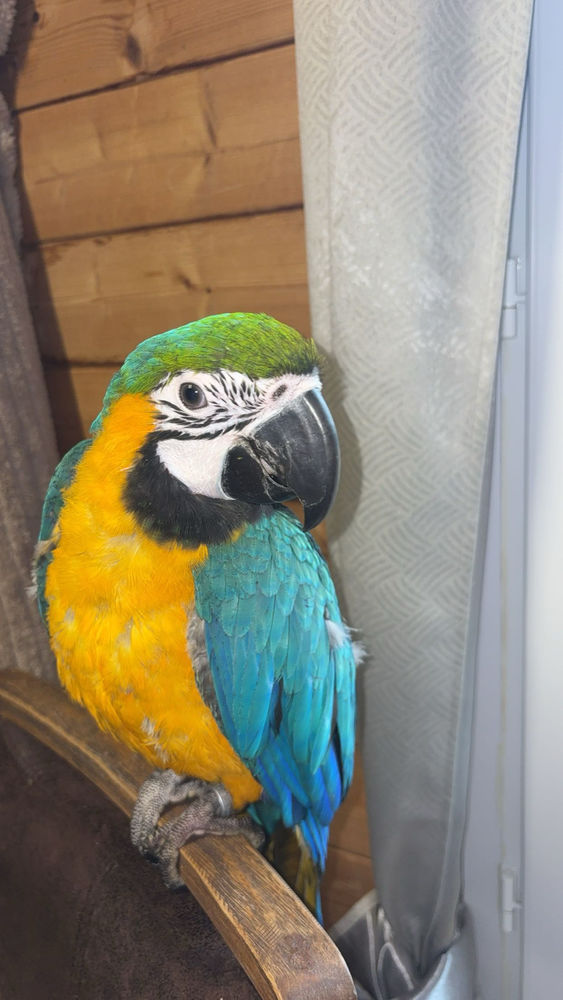 Ara ararauna 2200 76200 Dieppe