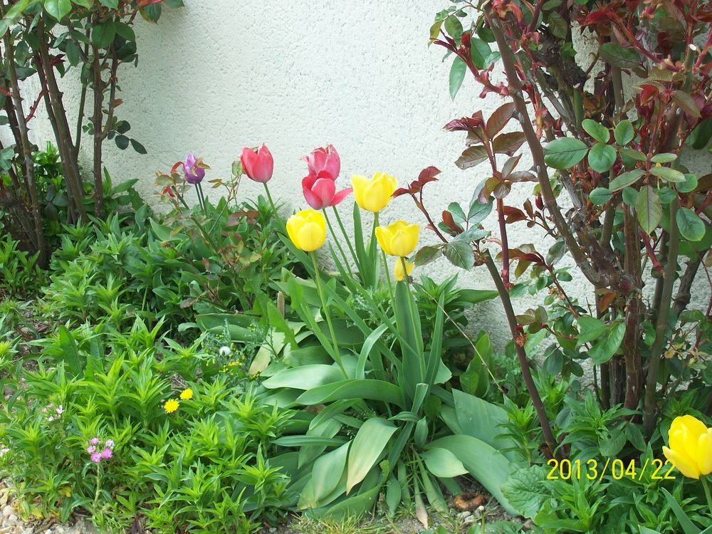 Recherche Dame de compagnie  41110 Ch�teauvieux