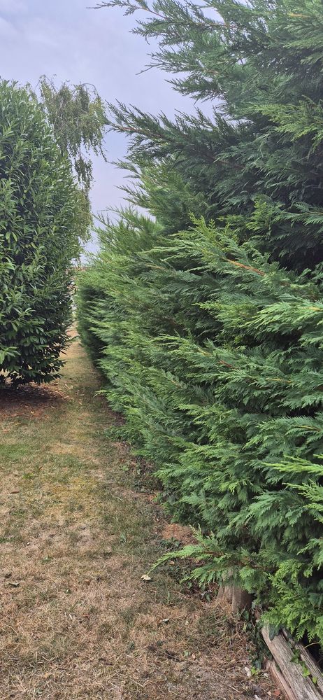 M'Jardins Paysagisme 0 62000 Arras