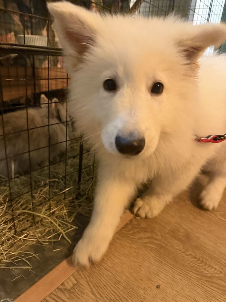 Chiot berger blanc suisse 0 88300 Neufch�teau