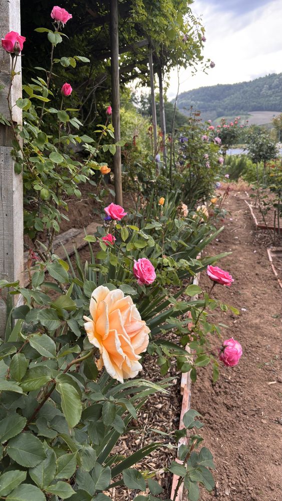 Entretien jardinage 0 26190 Saint-martin-le-colonel