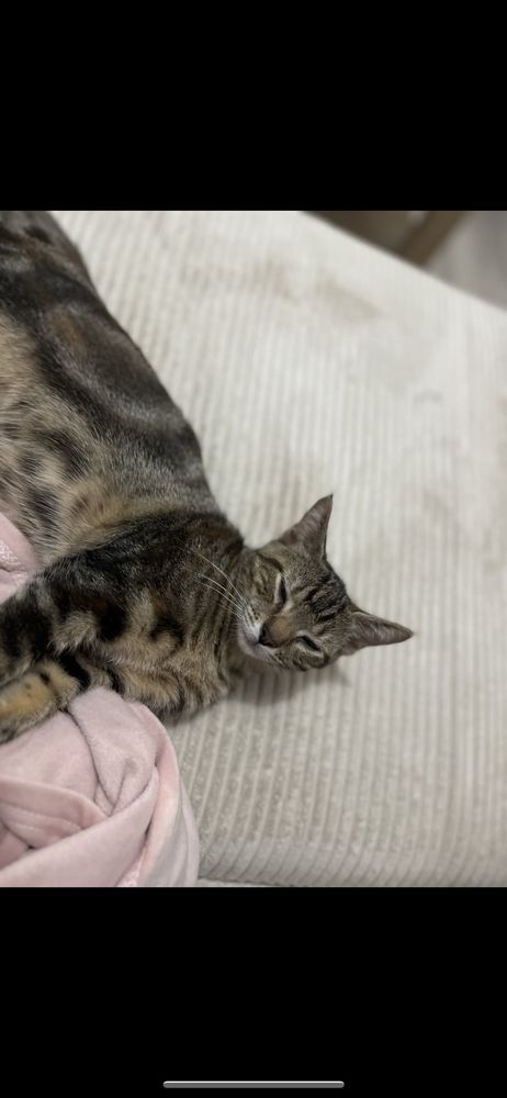 chat europ&eacute;en 0 78200 Magnanville