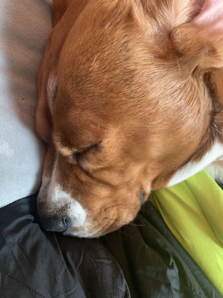 Garde d'animaux &agrave; domicile ? Disponible 2 heures par jour 0 01000 Bourg-en-bresse