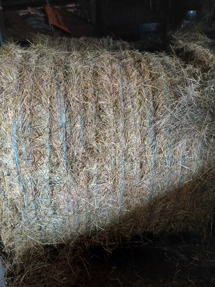 foin 2025 0 63480 Bertignat