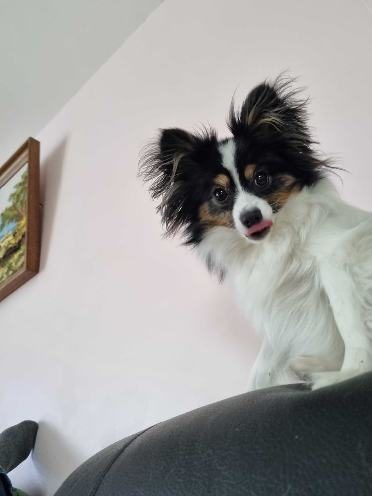 Garde d'animaux chien et chat 0 80440 Blangy-tronville