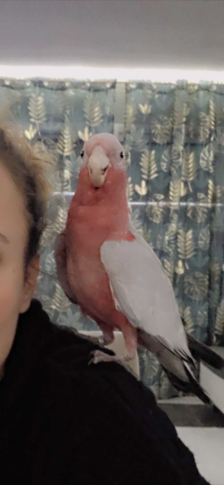 perroquet 0 66200 Elne