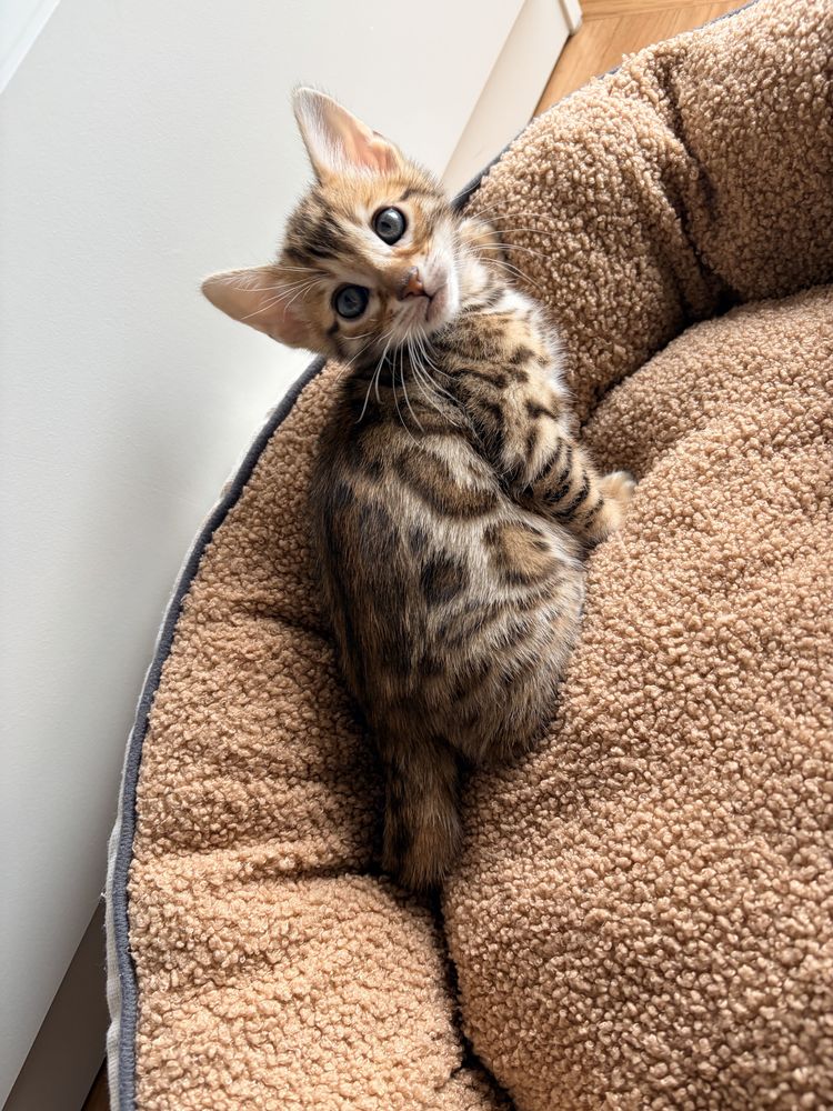 Chaton Bengal 800 44000 Nantes