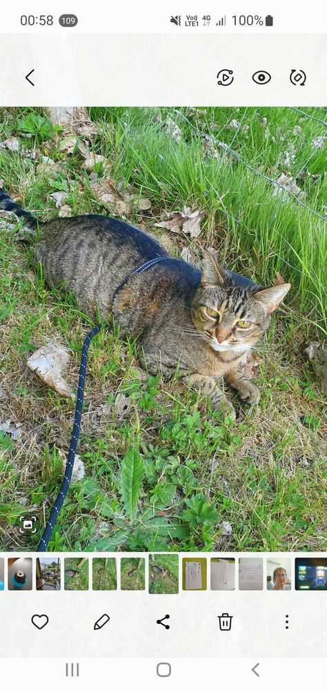 Recherche jobs petsitting 0 44780 Missillac