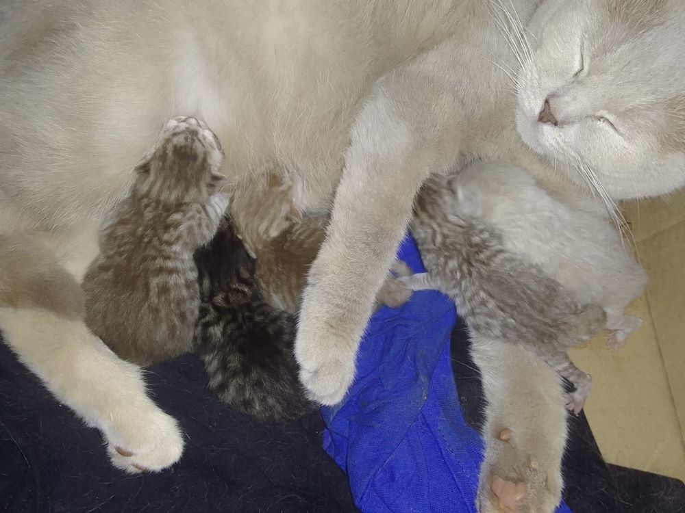 chaton 900 44000 Nantes