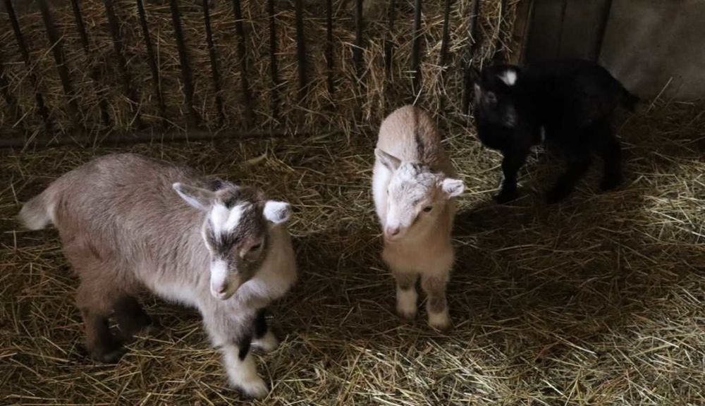 ch&egrave;vre+demi+naines 0 38190 Les adrets