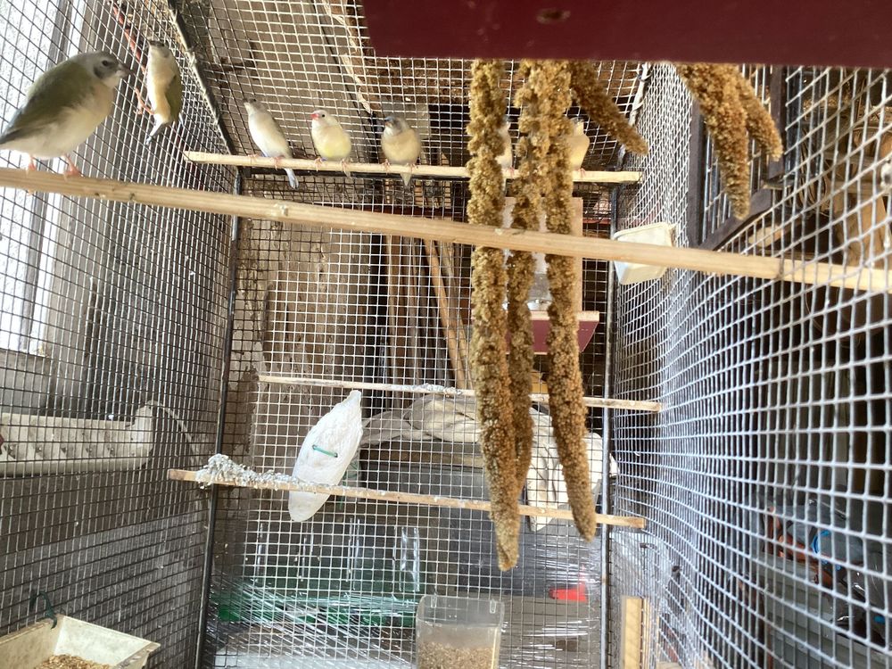 oiseaux 0 81600 Gaillac