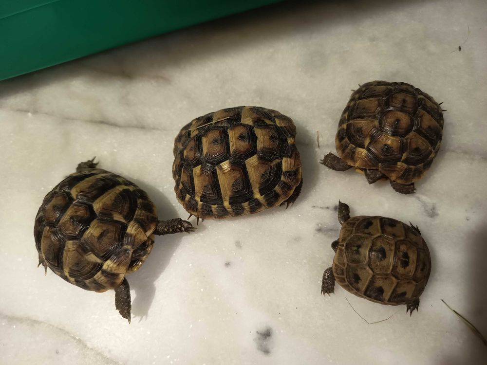 tortue 0 06500 Menton