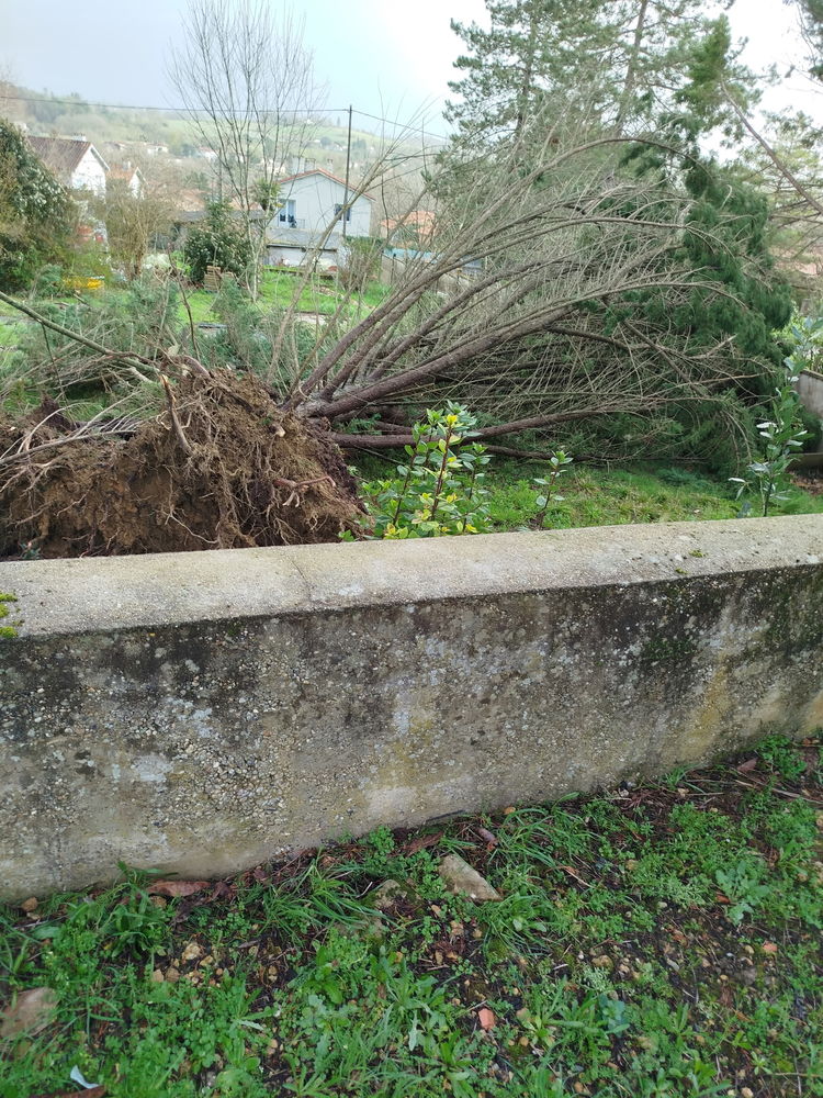 Suite &agrave; temp&ecirc;te arbres 
Je donne le bois &agrave; place su 0 32100 Condom