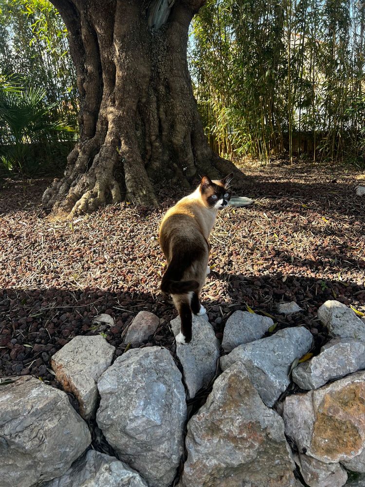 Garde d'animaux &agrave; domicile 0 66000 Perpignan