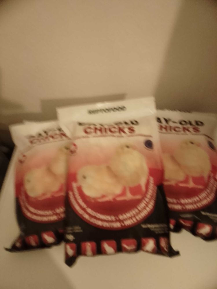 POUSSINS+CONGELE 15 65000 Tarbes