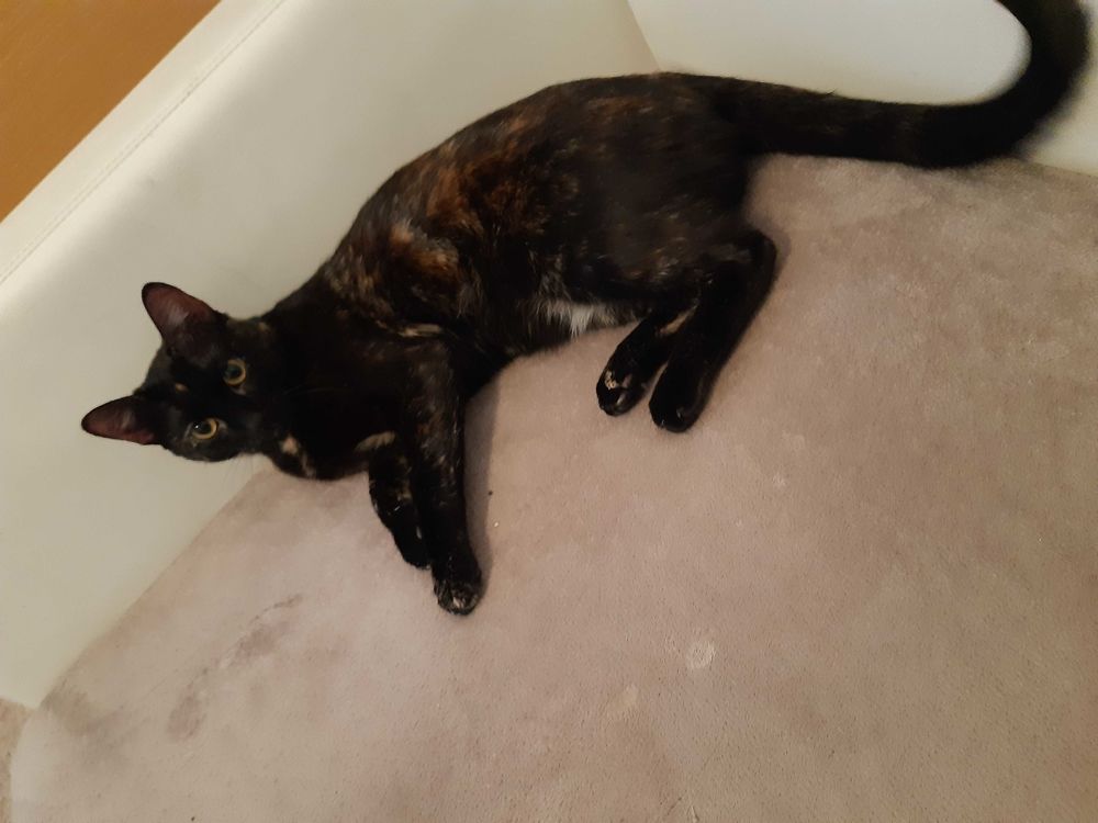 baby-sitter+animaux 0 66000 Perpignan