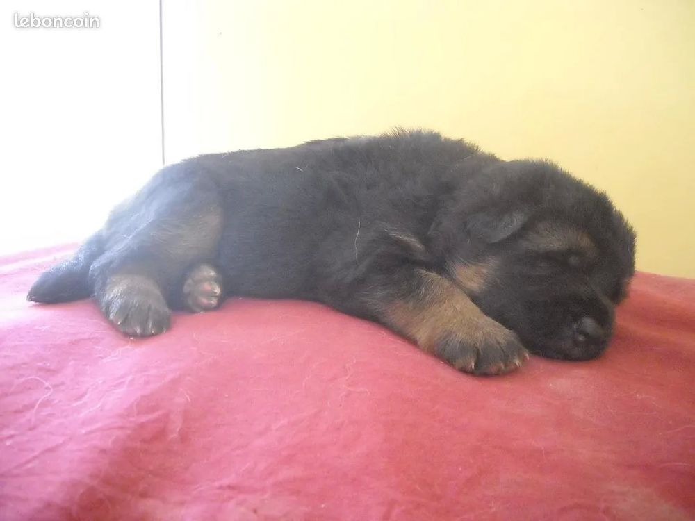 Garde, promenade d'animaux: chiens, chats et autres .. 0 94110 Arcueil