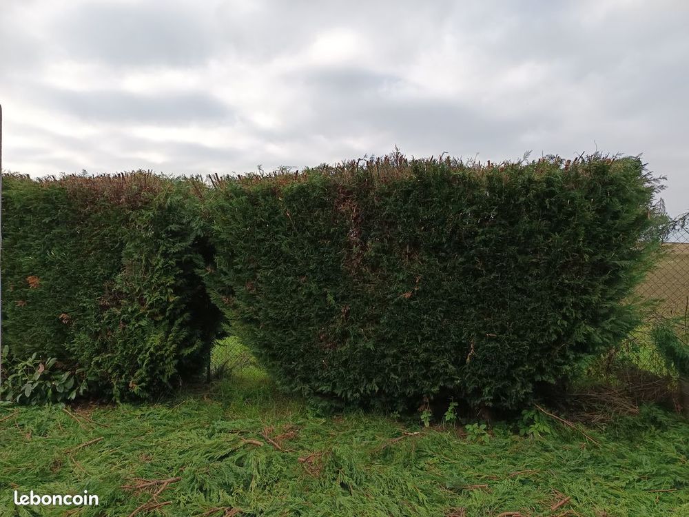 A donner Arbustes Tuyas Occidental 0 38300 Les �parres