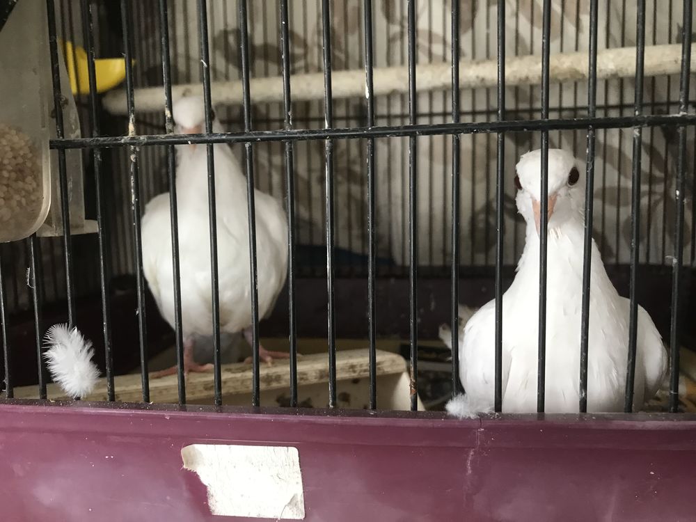 colombes 2  mois et demi 20 33670 Cr�on