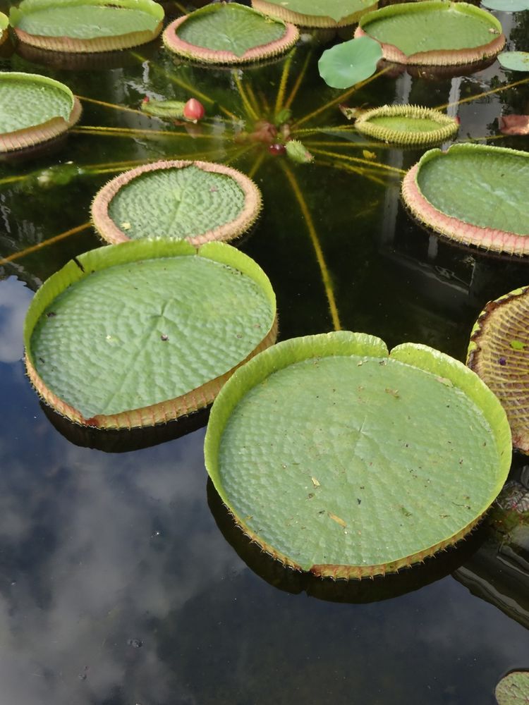 Services d'entretien et d'am&eacute;nagement paysager, jardinage 0 54540 Badonviller