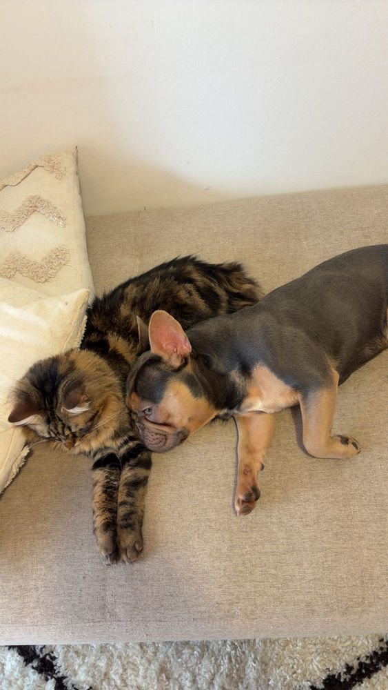 Bouledogue Fran&ccedil;ais Lilas et Tan 0 34000 Montpellier