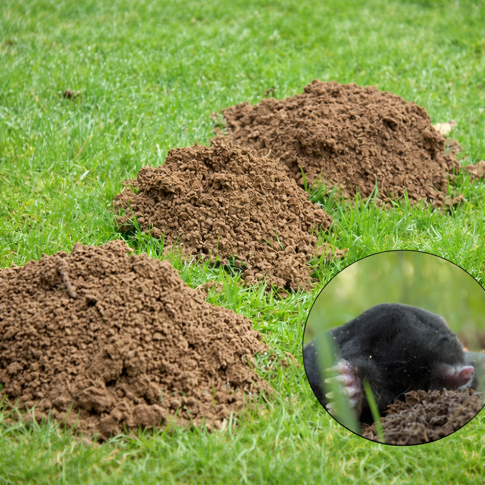 Pi&eacute;geage de Taupes 0 85110 Chantonnay