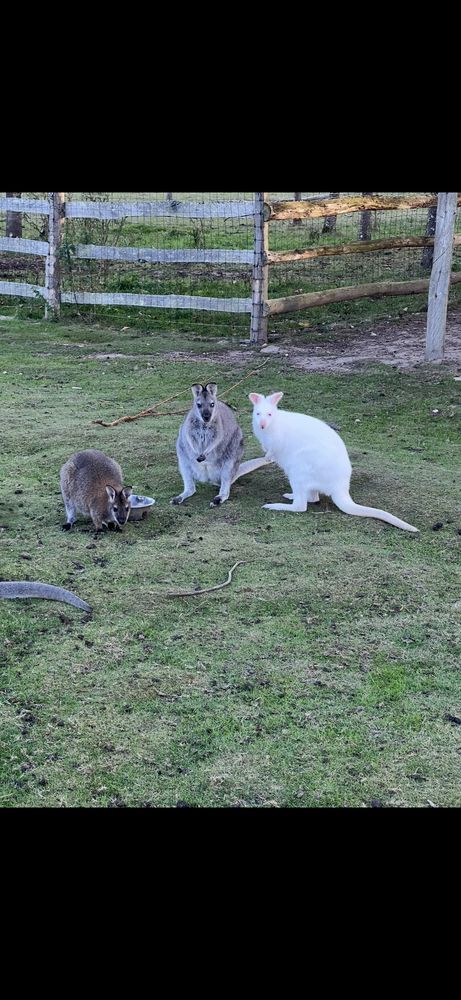 Wallaby m&agrave;&cent;le 0 72000 Le mans