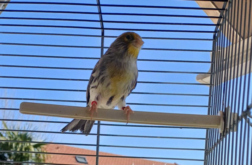 oiseaux+canari 0 69120 Vaulx-en-velin