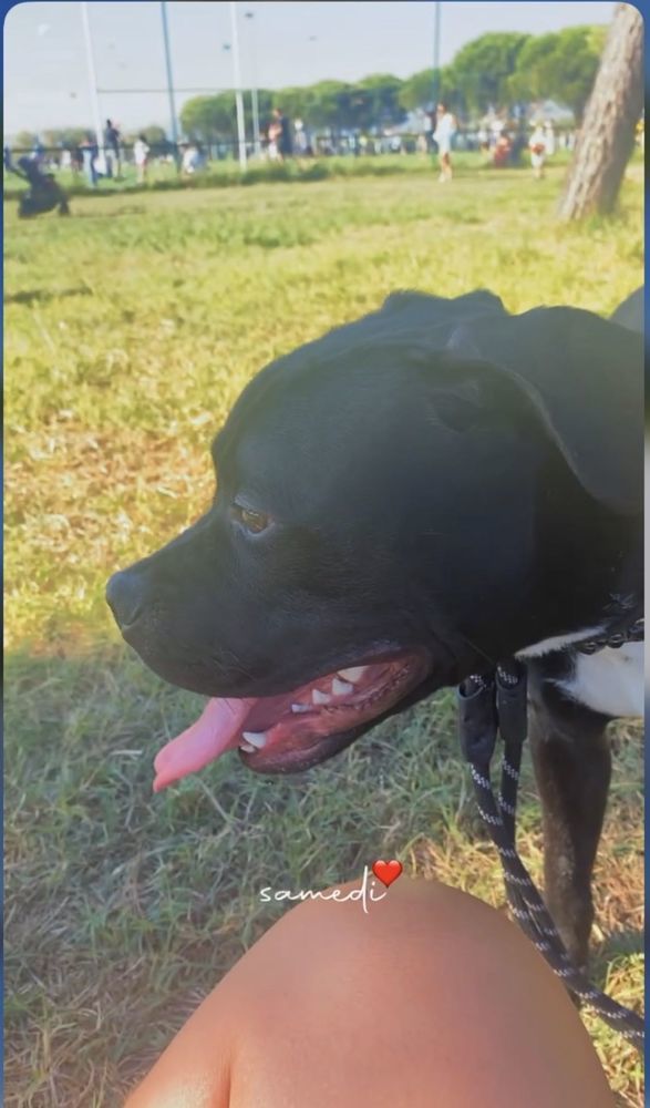 dons chiens 0 83480 Puget-sur-argens