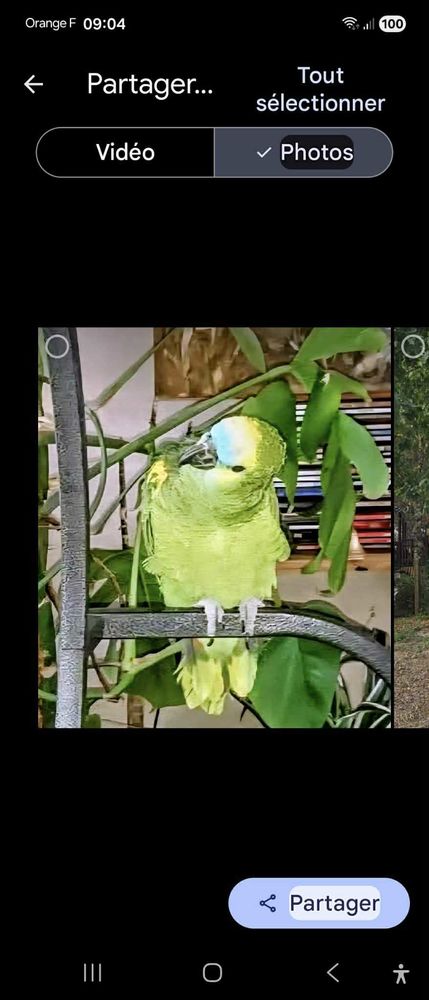 perroquet+Amazone+&agrave; +front+bleu 0 17270 Le fouilloux