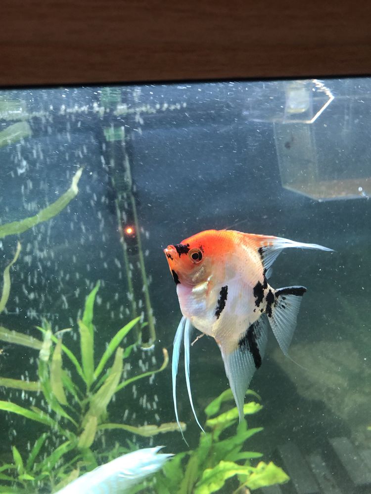 poissons scalaires 0 69200 V�nissieux