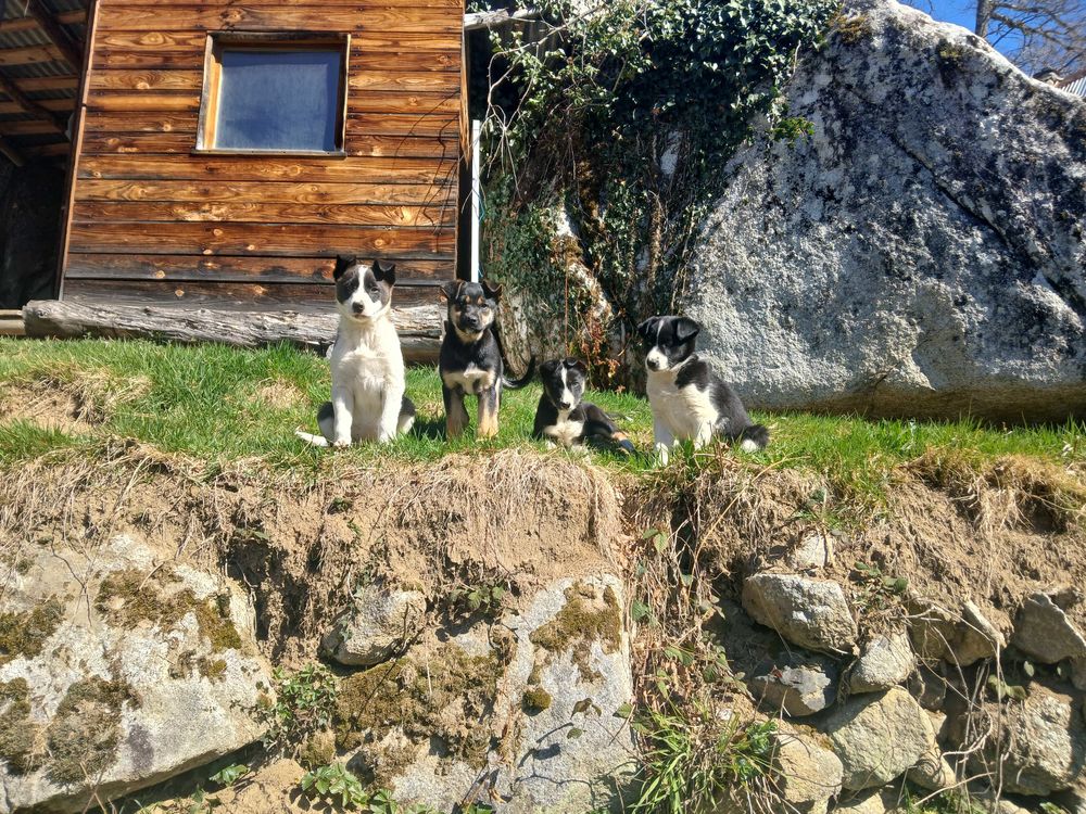 chiot 0 09140 Erc�