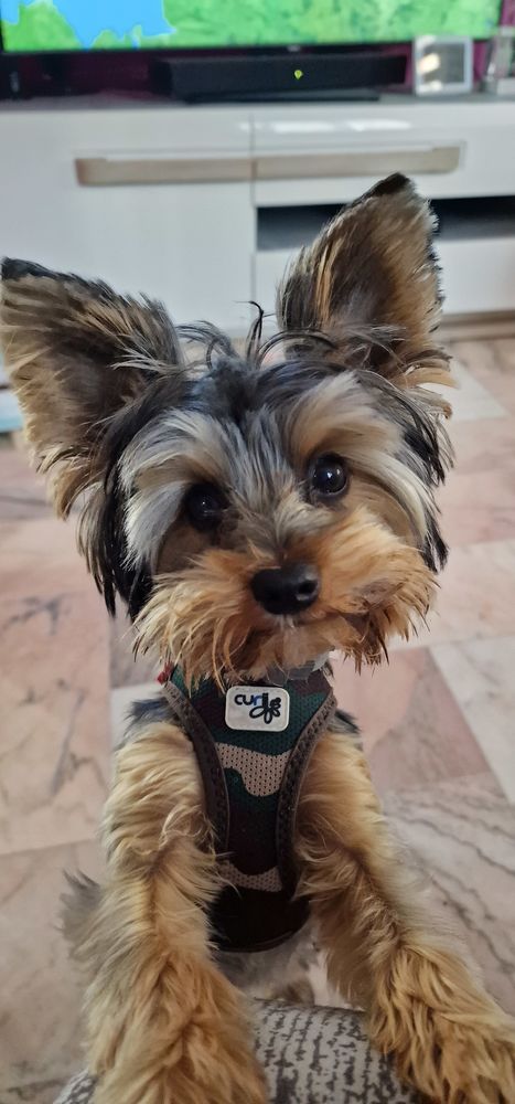 Dog sitter disponible garde et promenades de chiens 0 54440 Herserange