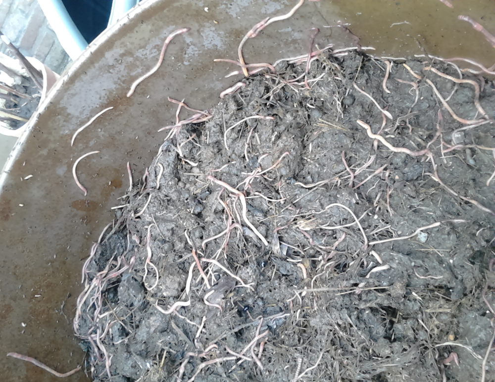 Les vers de terre sont la cl&eacute; de fertilit&eacute; au potager 0 27290 Montfort-sur-risle