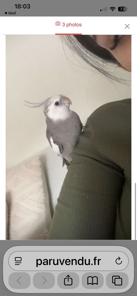 ch couple de calopsittes 0 31190 Auterive